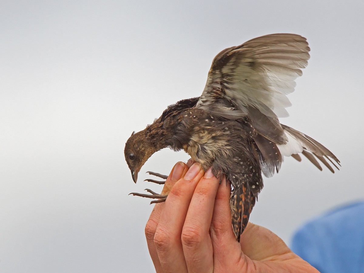 White-winged Flufftail - Niall D Perrins