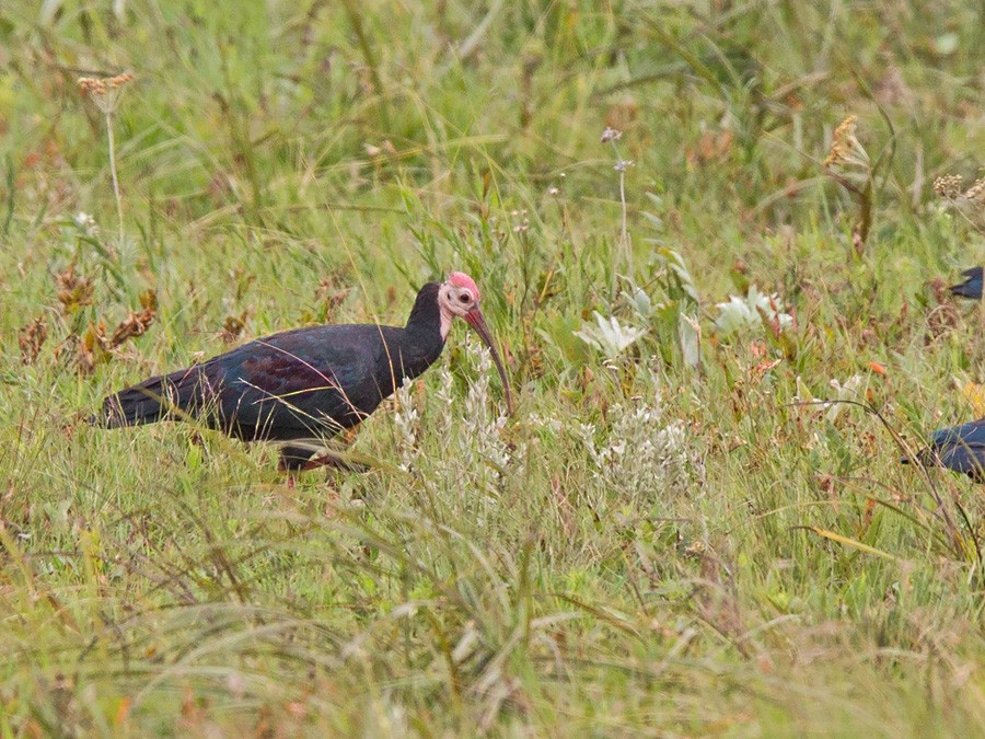 ibis jihoafrický - ML382278921