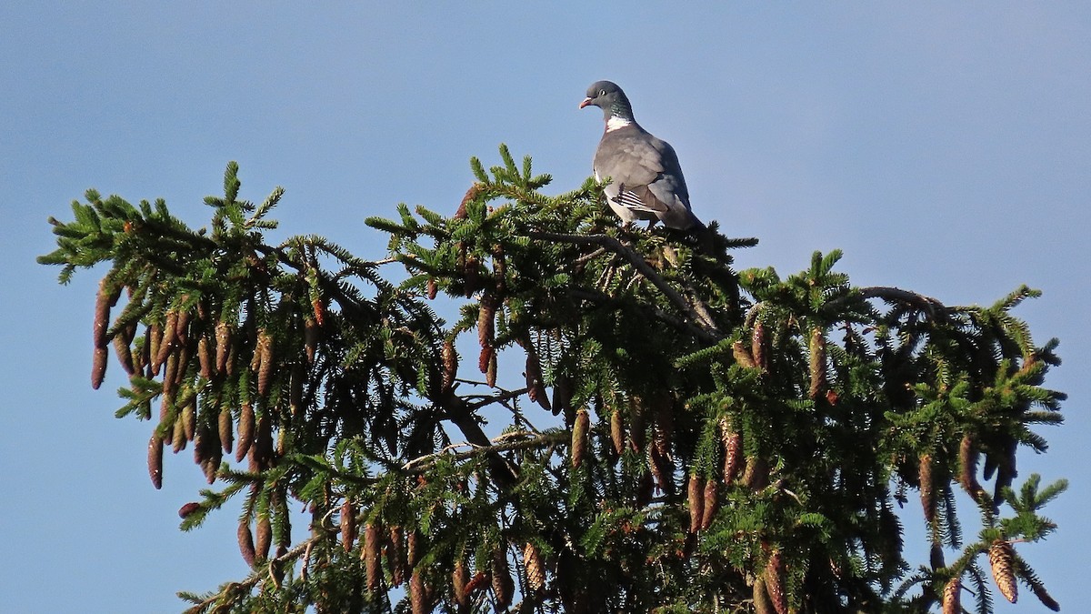 Common Wood-Pigeon - ML382280481