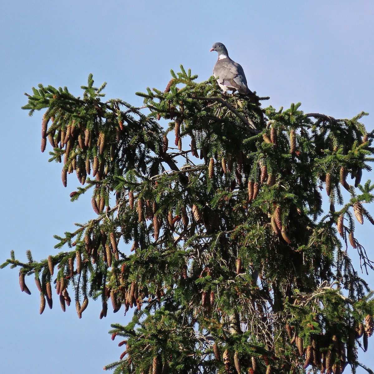 Common Wood-Pigeon - ML382280491