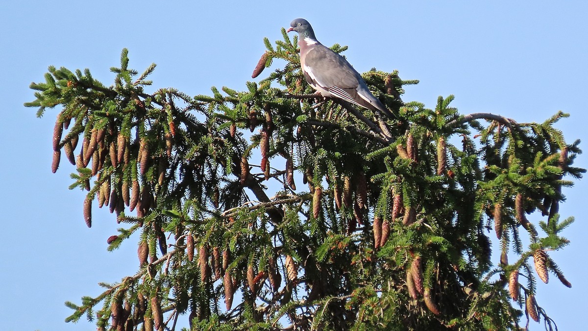 Common Wood-Pigeon - ML382280511