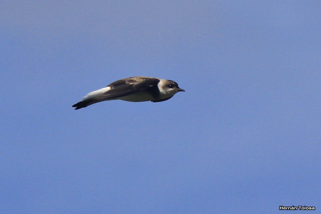 Brown-chested Martin - Hernán Tolosa