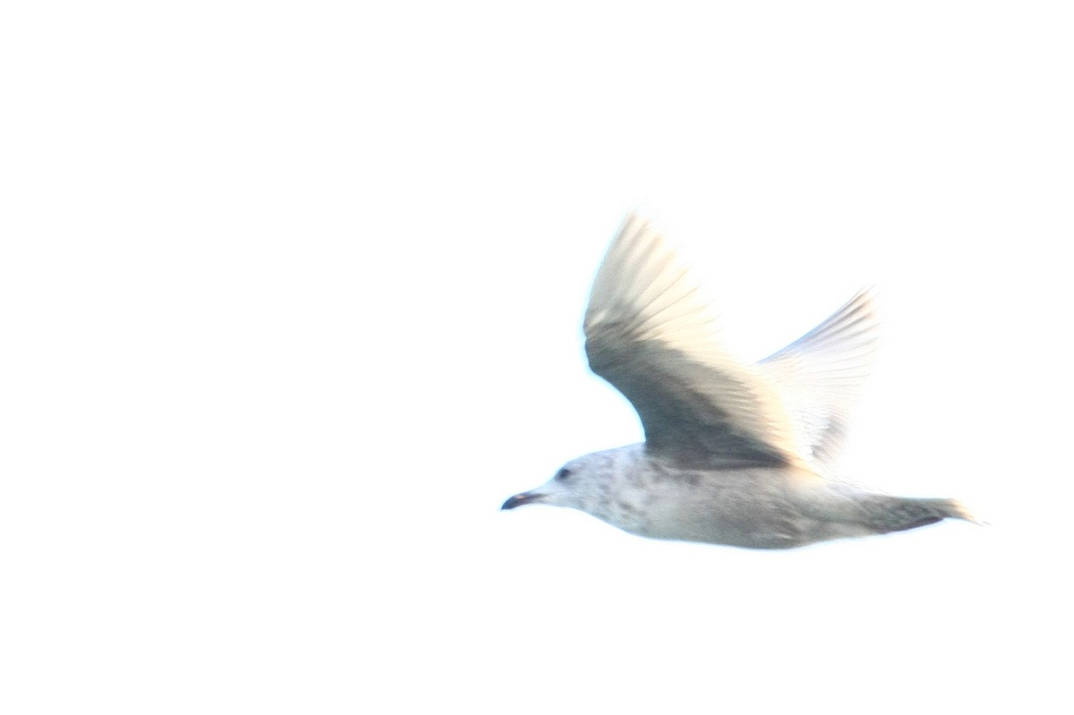 Larus sp. - ML38228171