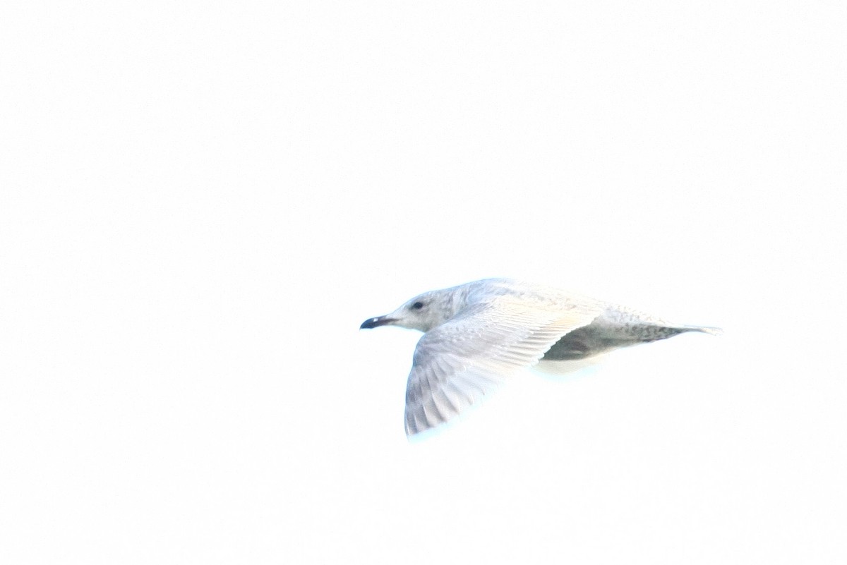 Larus sp. - ML38228191