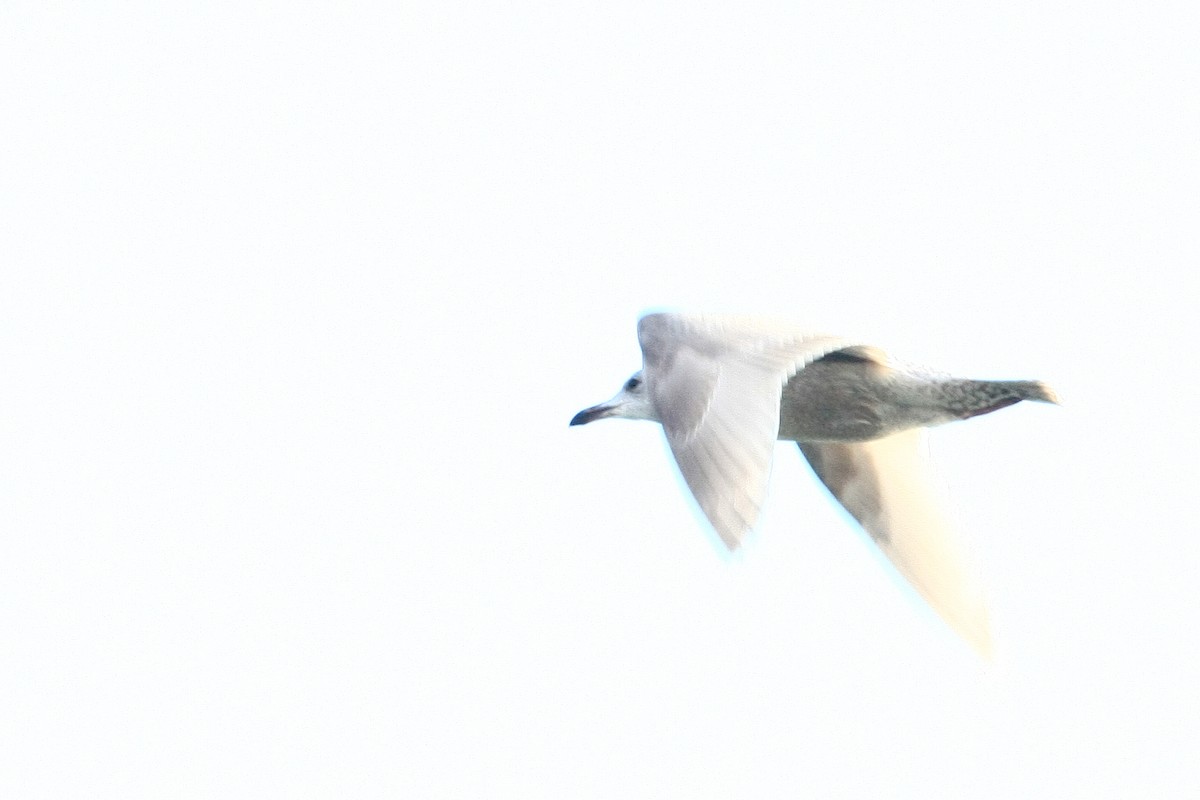 Larus sp. - ML38228201