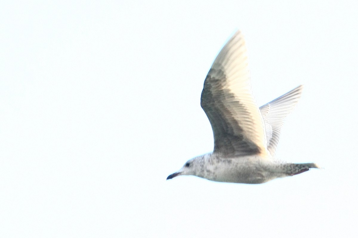 Larus sp. - ML38228211
