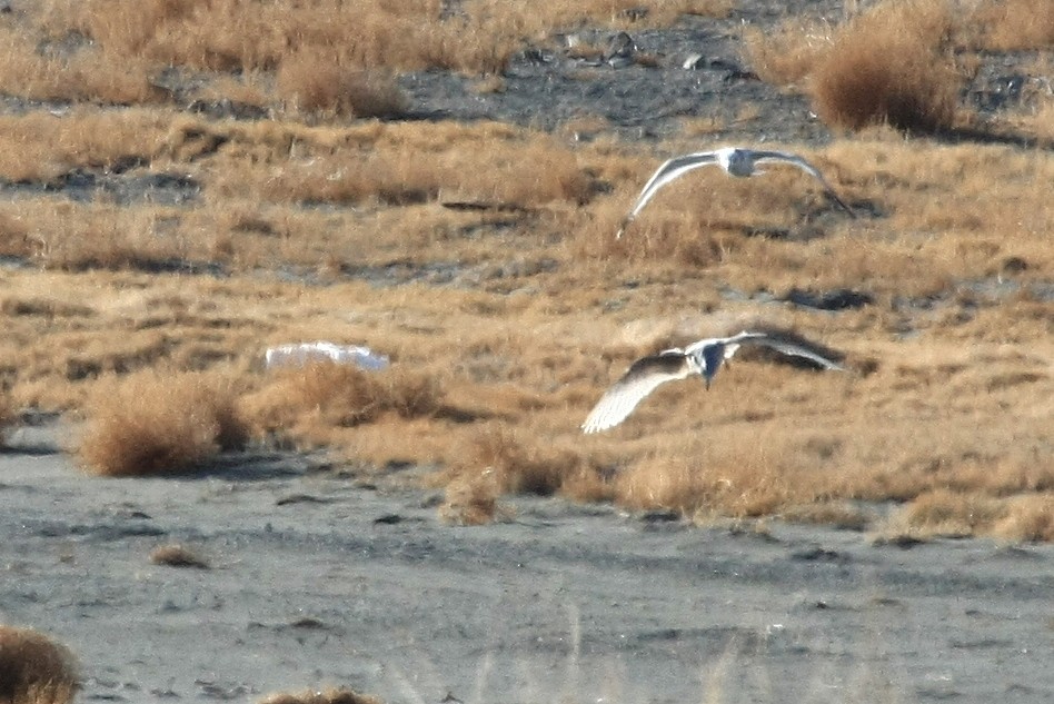 Larus sp. - ML38228231