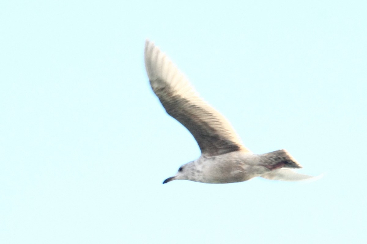 Larus sp. - ML38228241