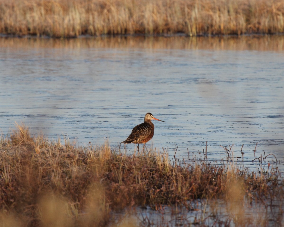 Hudsonian Godwit - ML382283581