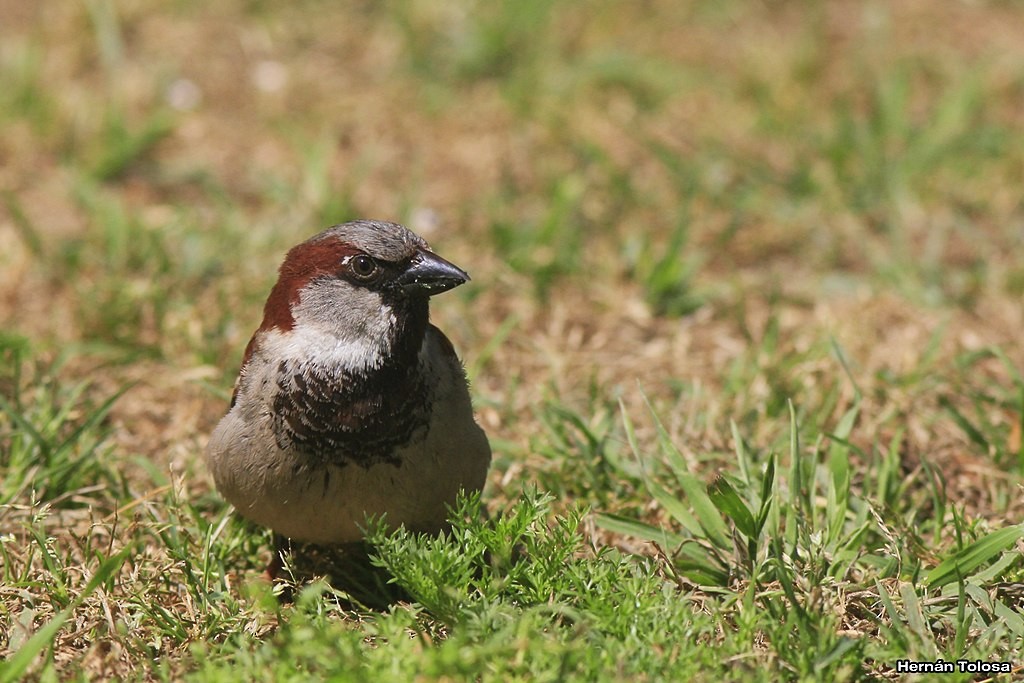 House Sparrow - ML38228381