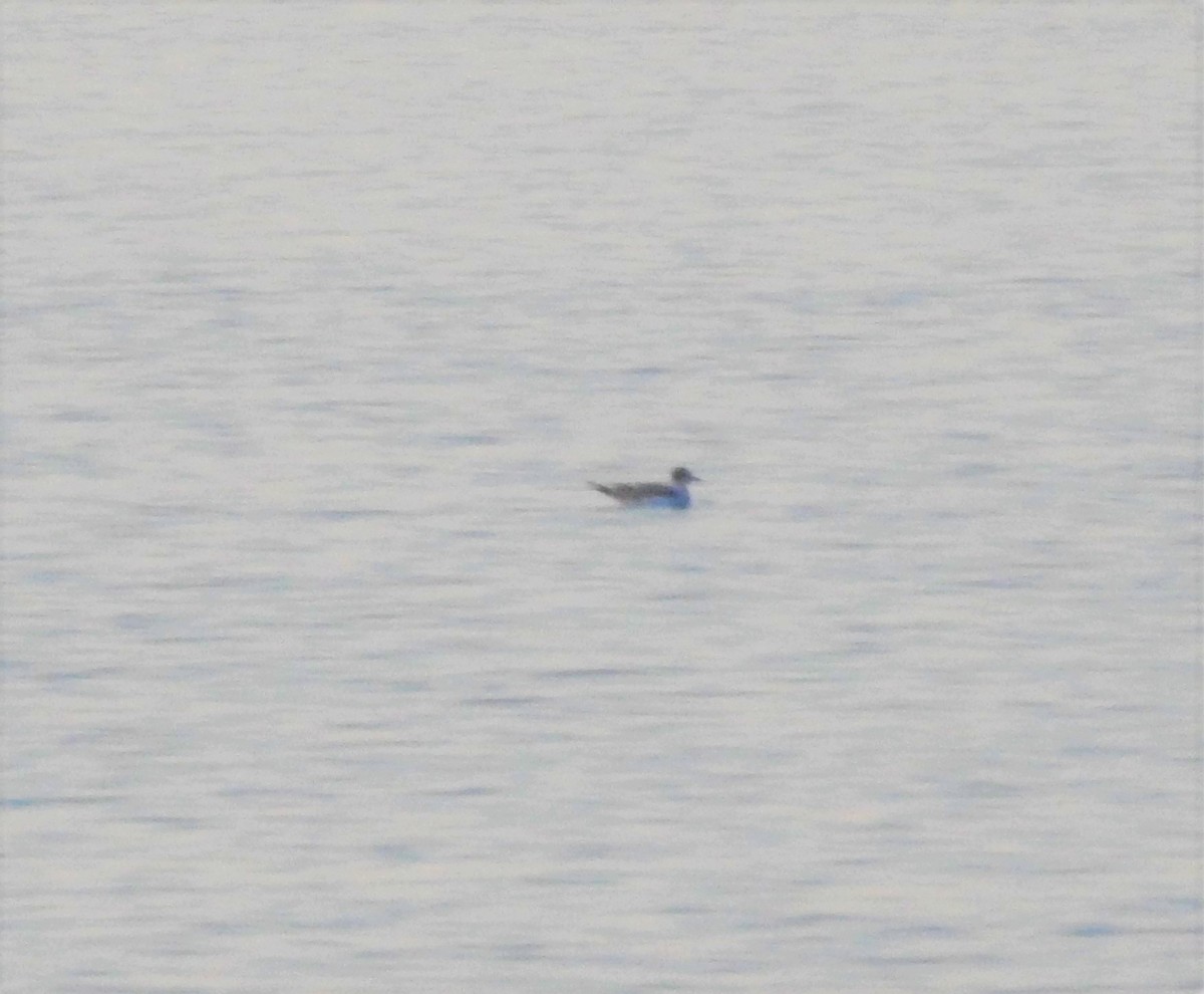 Franklin's Gull - ML382284411