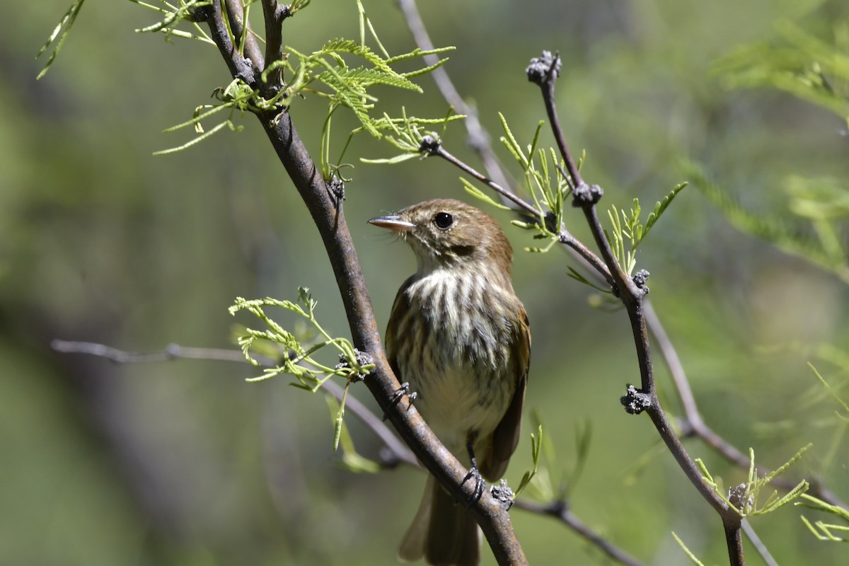 Bran-colored Flycatcher - Matias Pescara