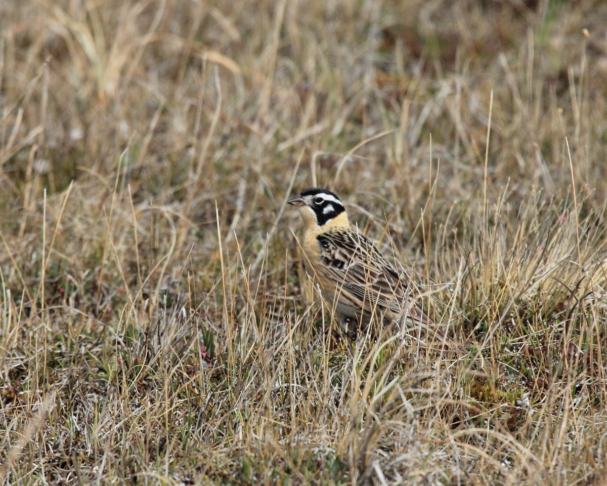 Smith's Longspur - ML382286771