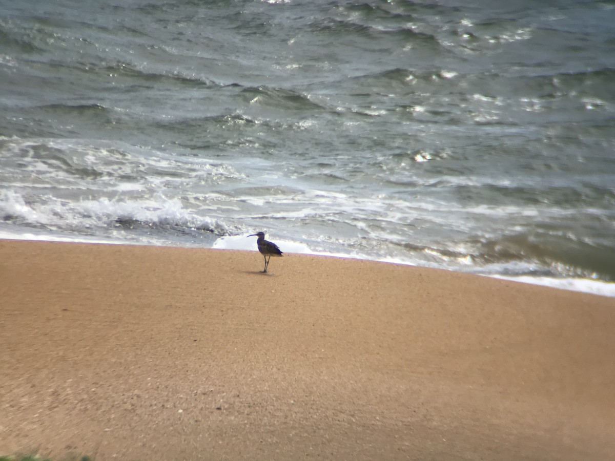 Whimbrel - Dr Chandula Suriyapperuma