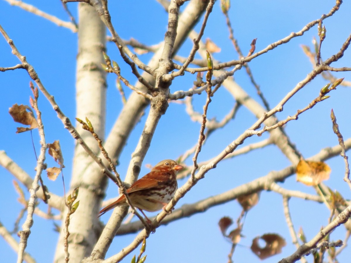 Fox Sparrow - ML382288571