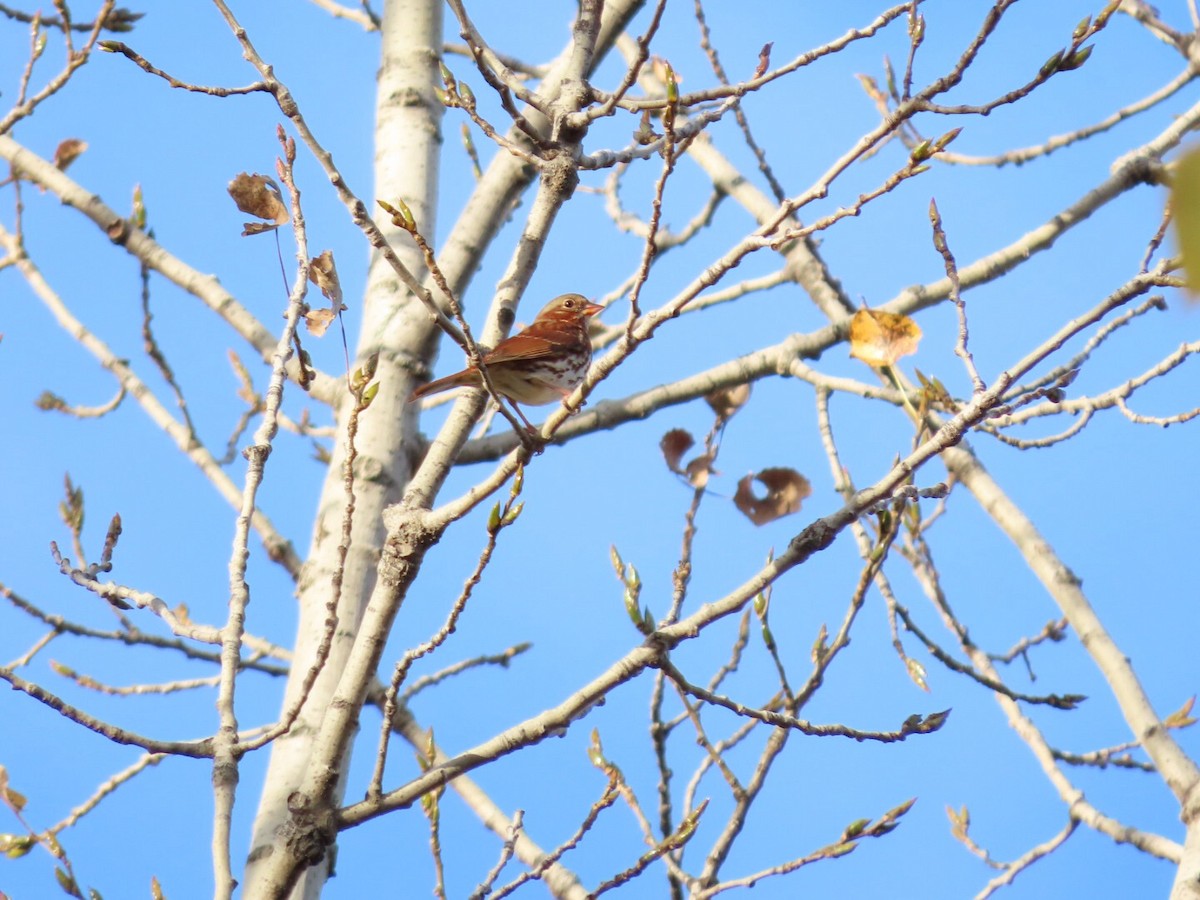 Fox Sparrow - ML382288581