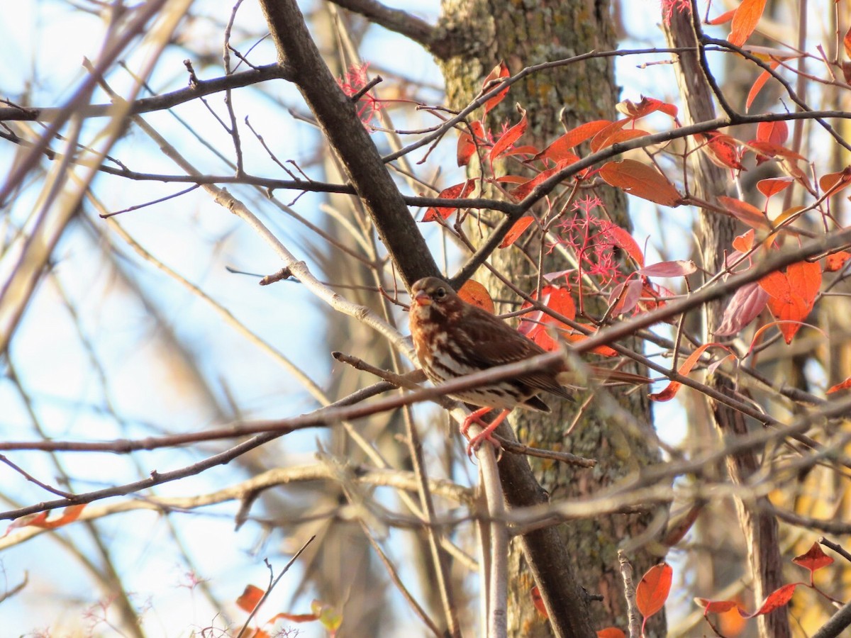 Fox Sparrow - ML382288591