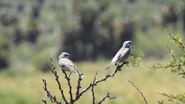 Diuca Finch - ML382289871