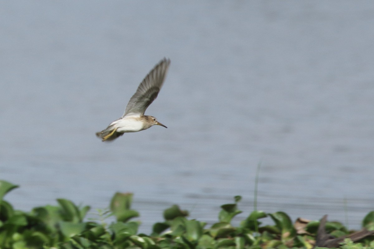 Pectoral Sandpiper - ML382290251