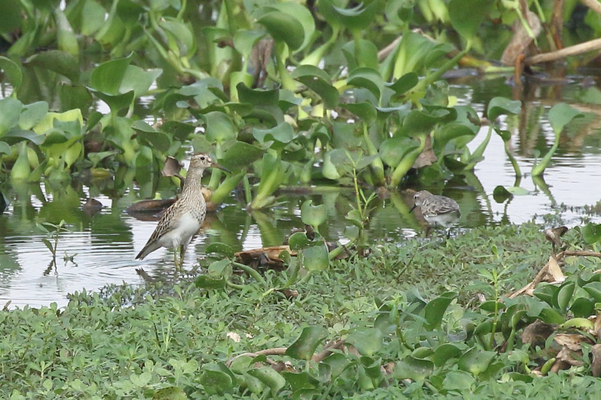 Pectoral Sandpiper - ML382290311