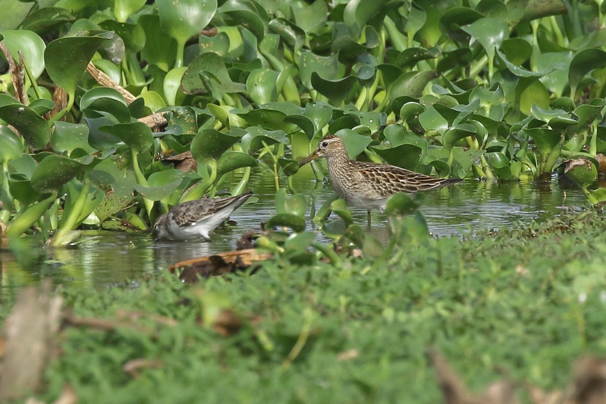 Pectoral Sandpiper - ML382290321