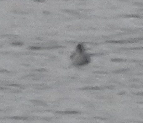 Franklin's Gull - ML382290491