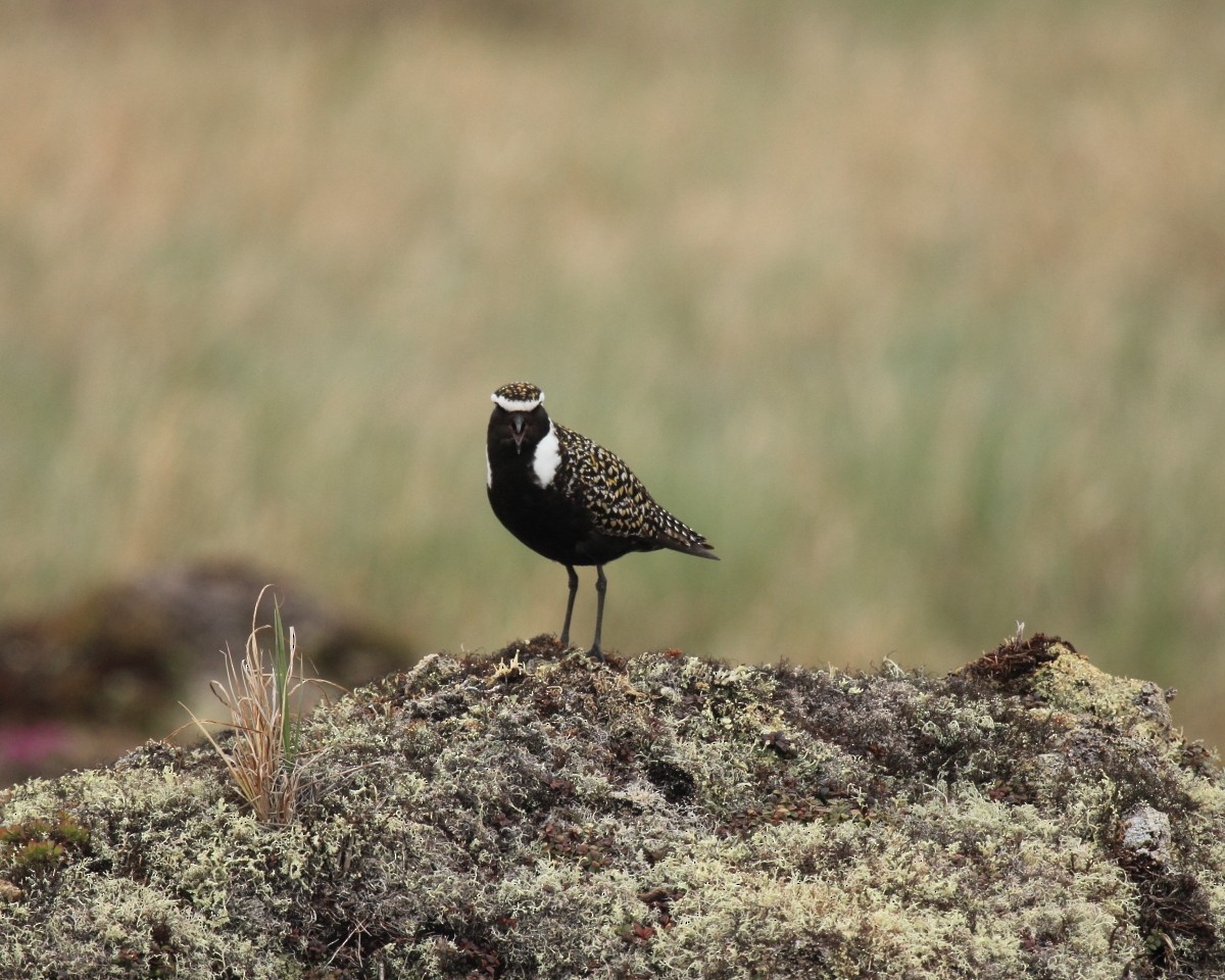 American Golden-Plover - ML382290841