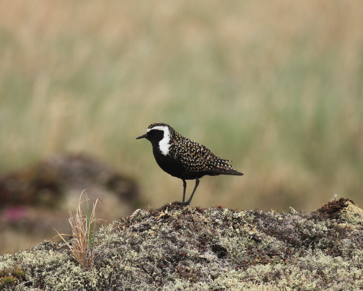 American Golden-Plover - ML382290921