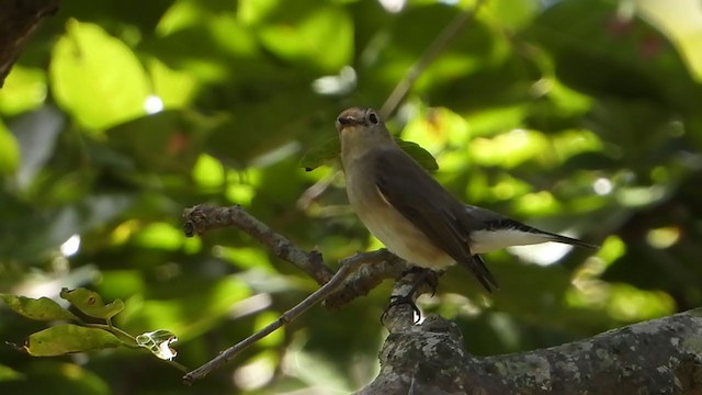 Taiga Flycatcher - ML382292741