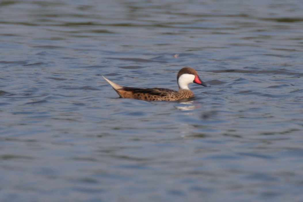 White-cheeked Pintail - ML382292821