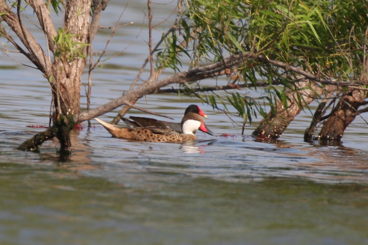 White-cheeked Pintail - ML382292841