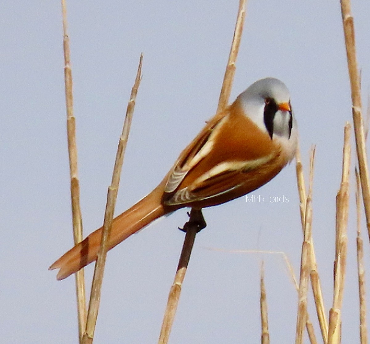 Bearded Reedling - ML382293151