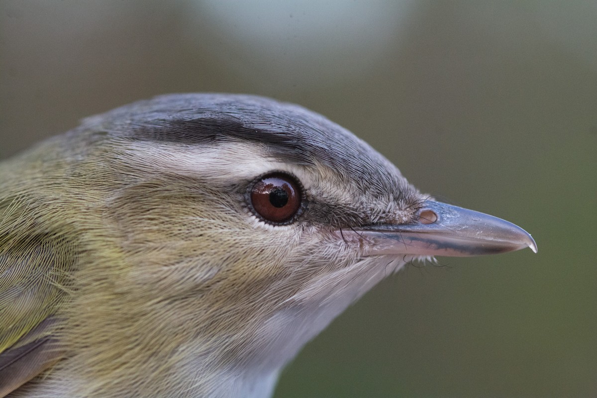 Rotaugenvireo - ML382294091