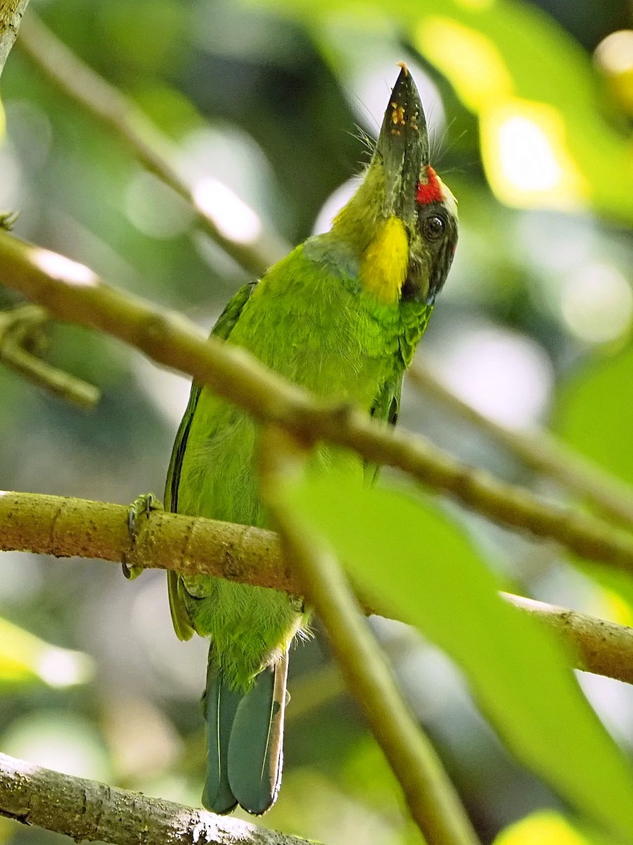 Gold-whiskered Barbet - ML382294231