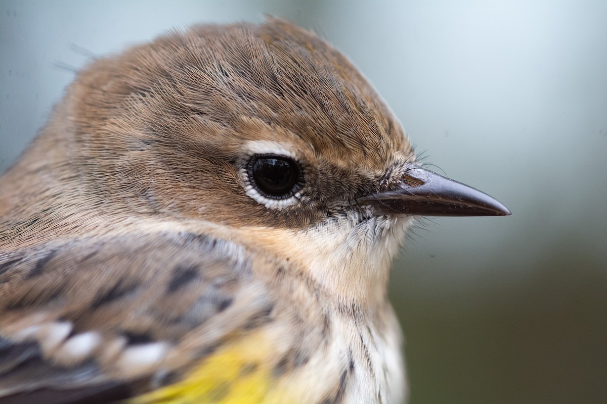 Yellow-rumped Warbler - ML382294411