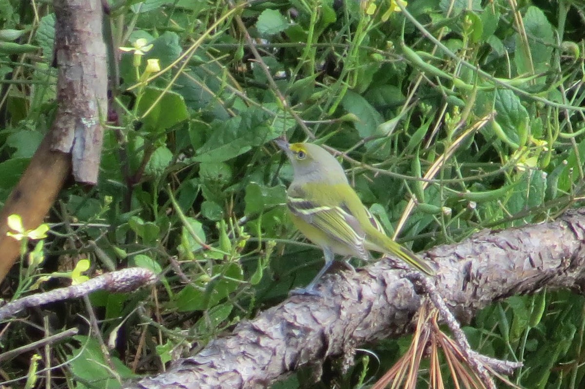 Ak Gözlü Vireo - ML38229471