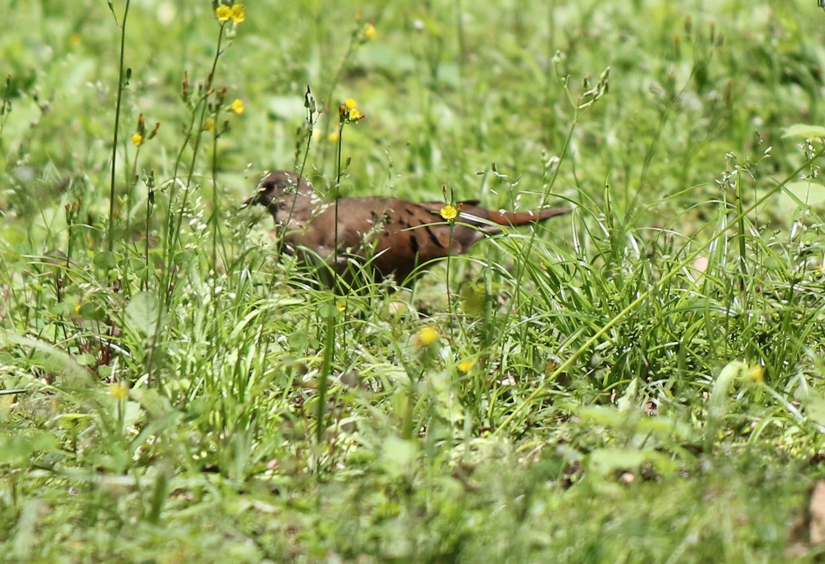 Ruddy Ground Dove - ML382295261