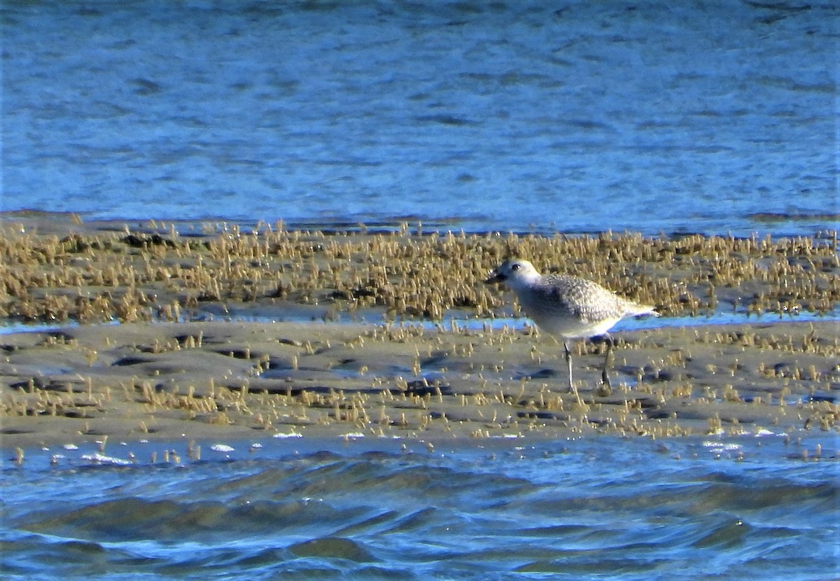 Black-bellied Plover - ML382296041