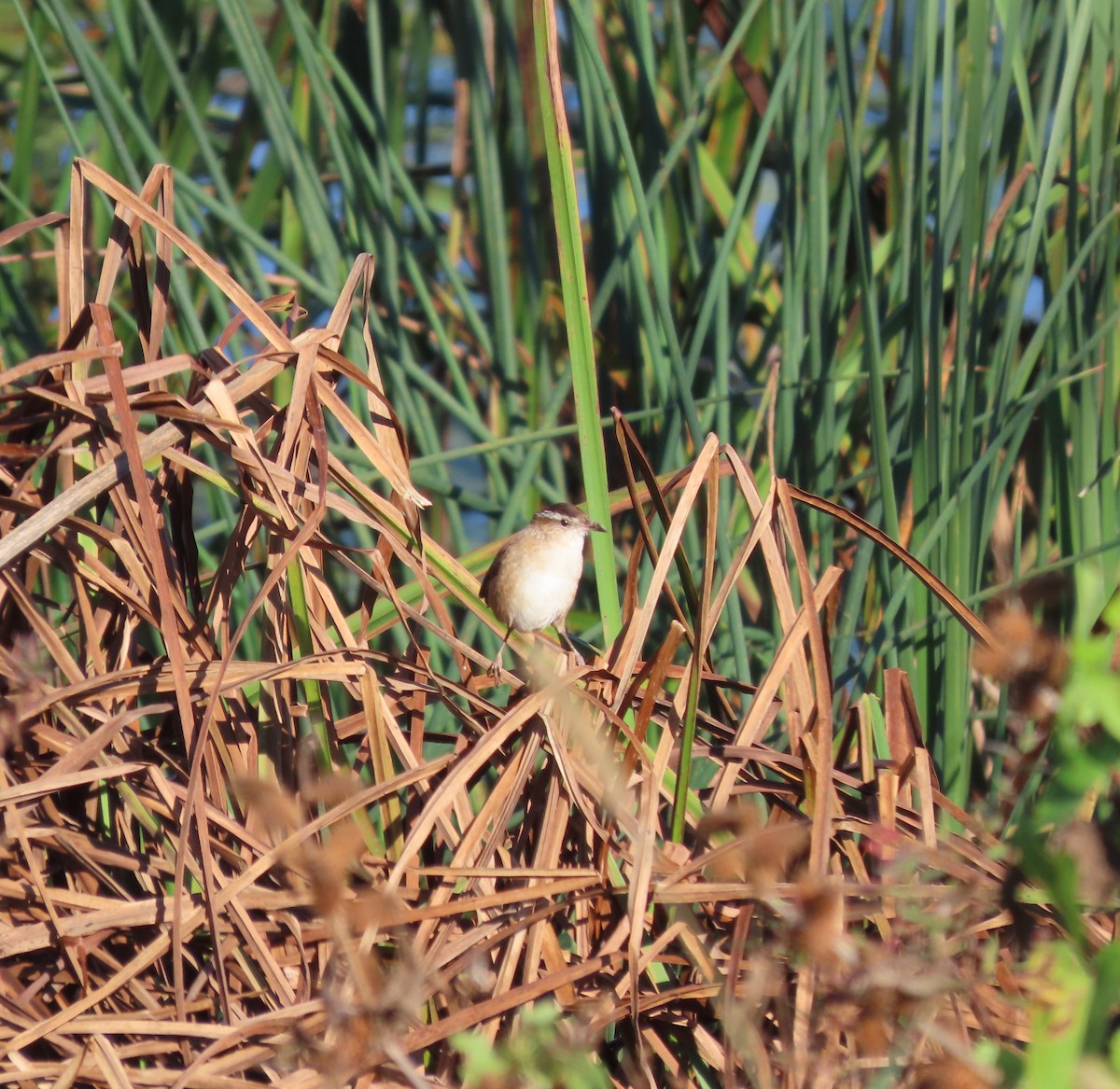 Marsh Wren - ML382296781