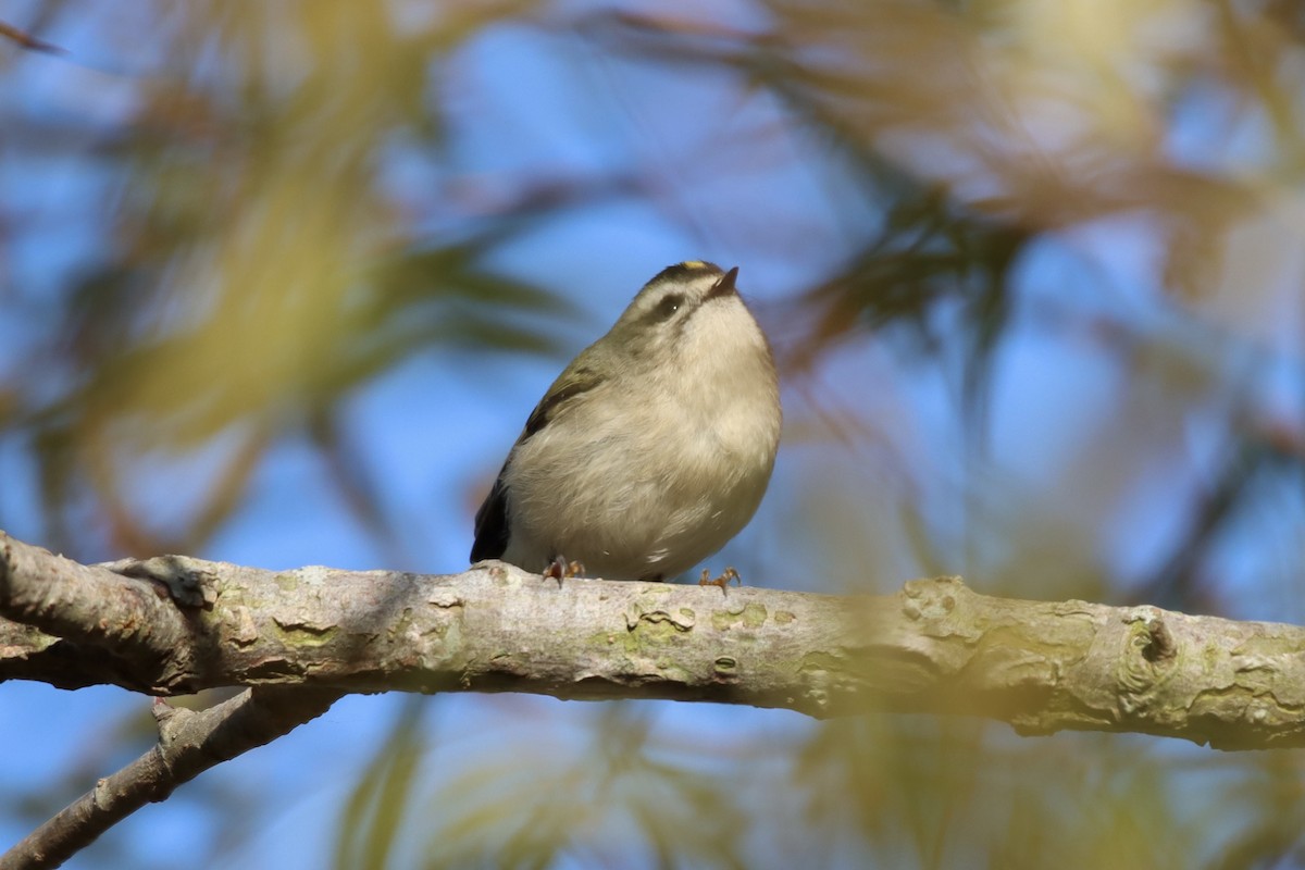Golden-crowned Kinglet - ML382299151