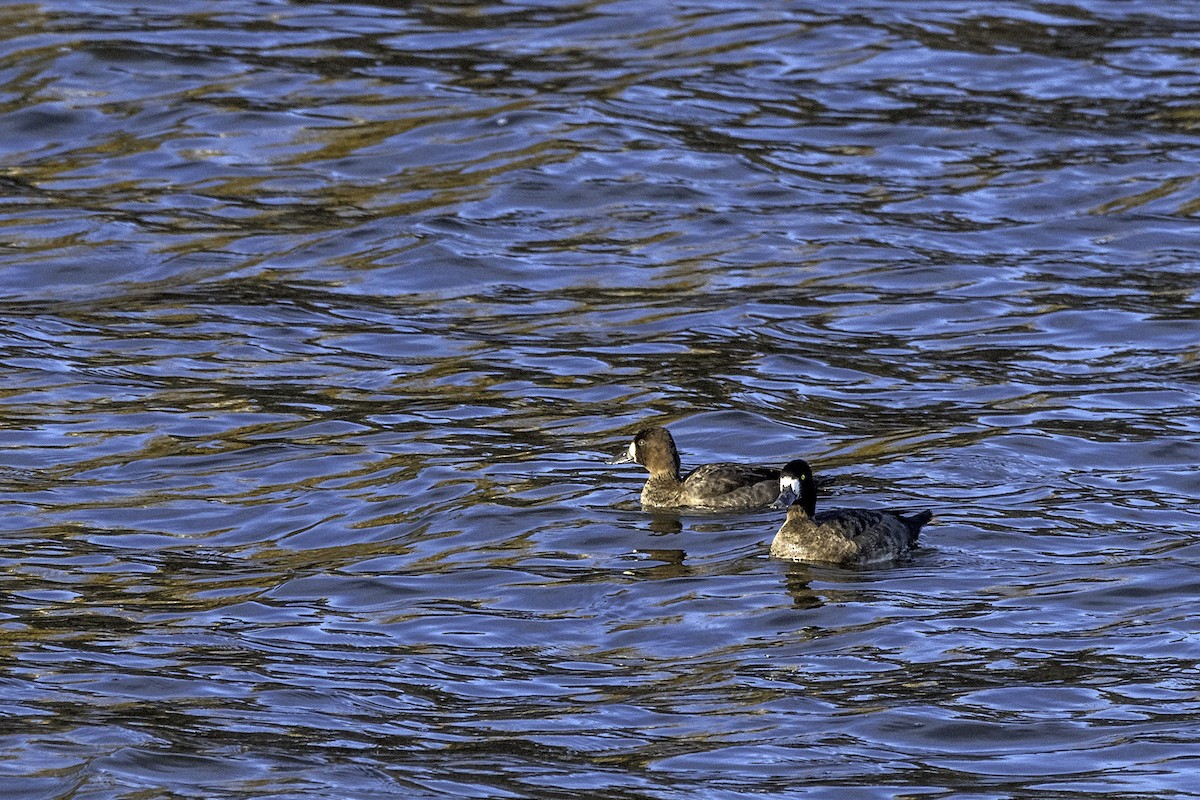 Greater Scaup - ML382299241