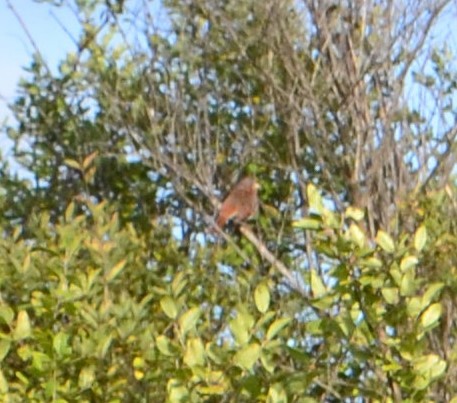 Fox Sparrow - ML382299301