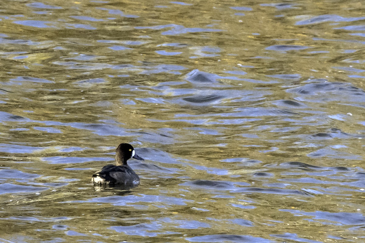 Greater Scaup - ML382299611