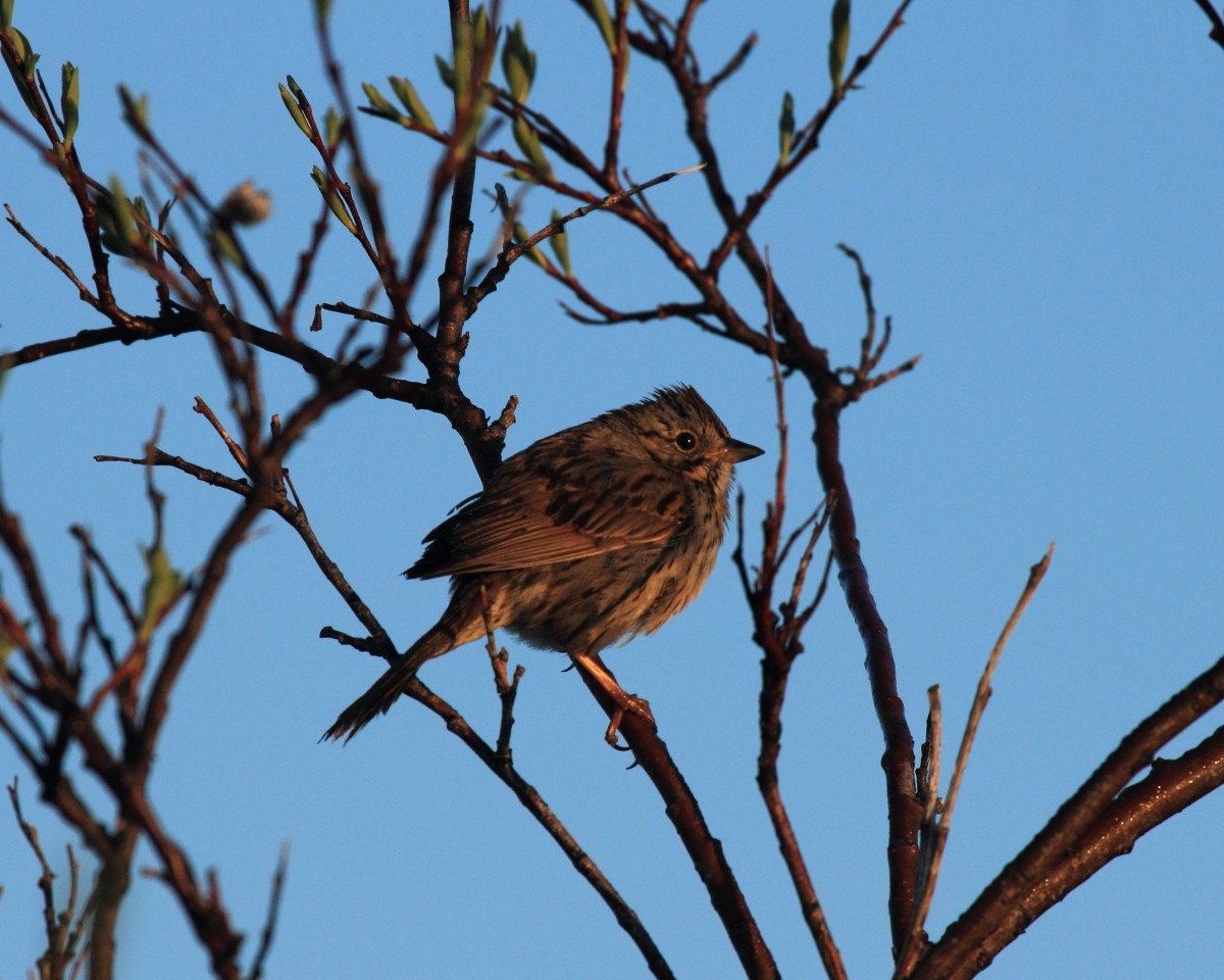 Lincoln's Sparrow - ML382302051