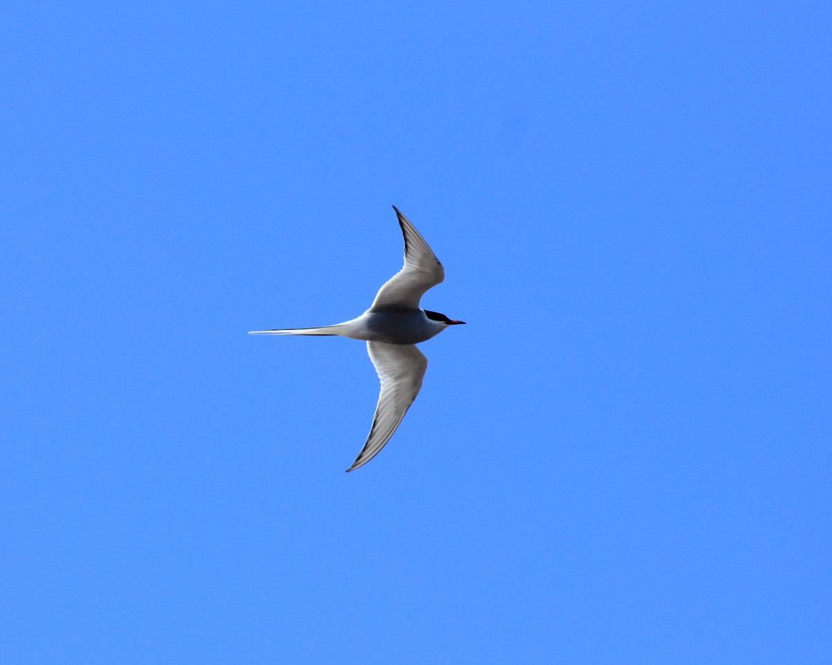 Arctic Tern - ML382303791