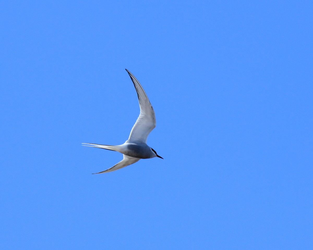 Arctic Tern - Mike V.A. Burrell