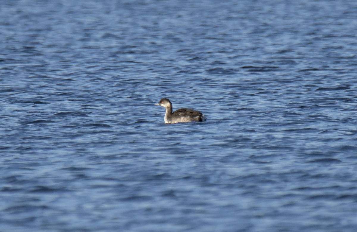 Eared Grebe - Antonio Ceballos Barbancho