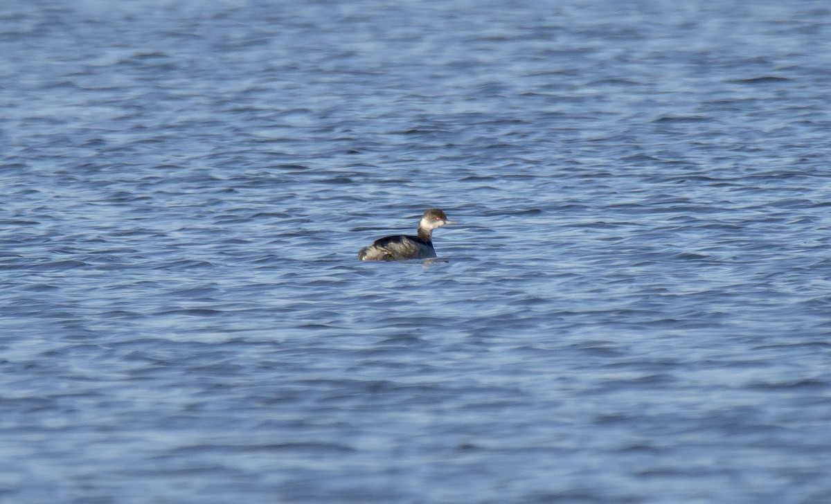 Eared Grebe - ML382303921