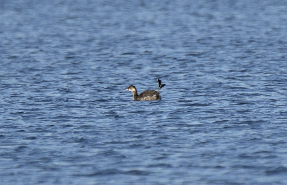 Eared Grebe - ML382303931