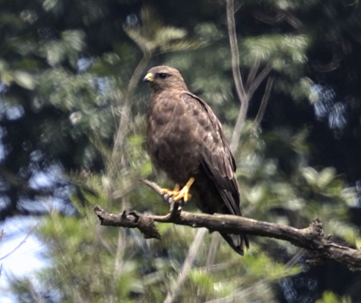 Common Buzzard - Amitava Dutta